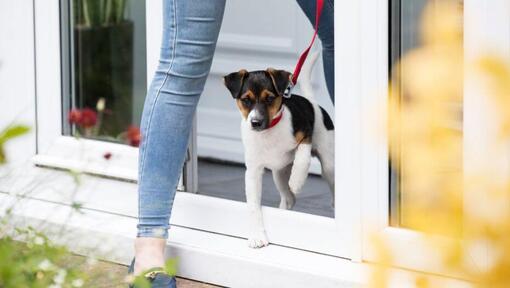 Valp som lämnar veterinärerna i ledning