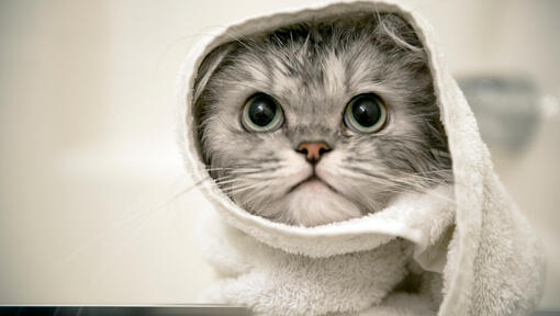 Grå kattunge med en handduk runt huvudet