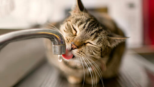 Brun katt dricksvatten från en kran
