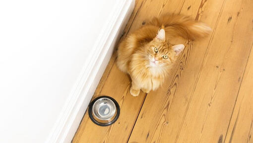 Varför dricker katten mycket vatten?