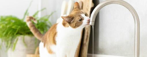 Varför dricker katten mycket vatten?