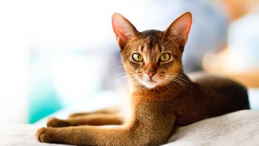 Abyssinian ligger på soffan