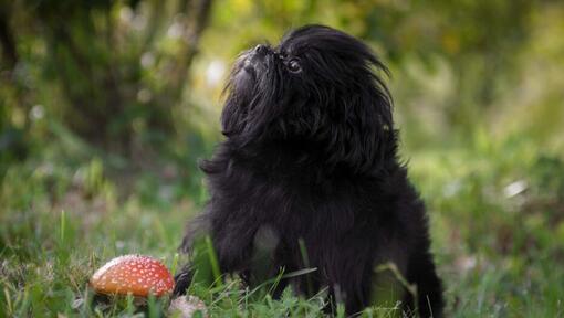 Affenpinscher i skogen