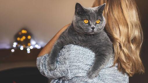 Kvinnan håller sitt husdjur - British Shorthair cat