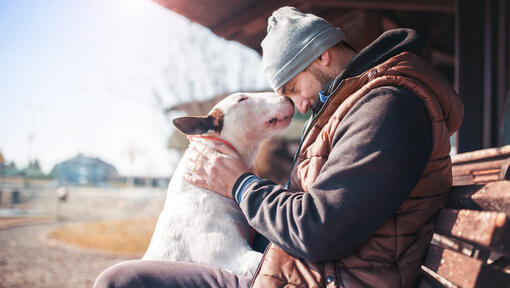 Bullterrier med ägaren