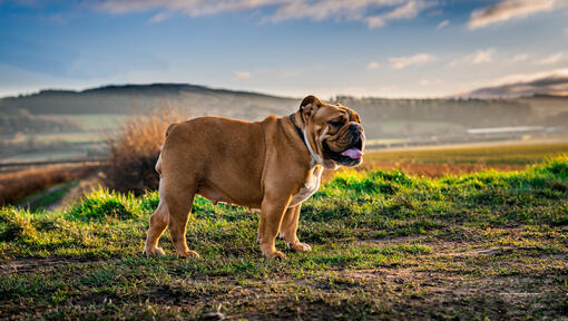 Bulldog står på fältet