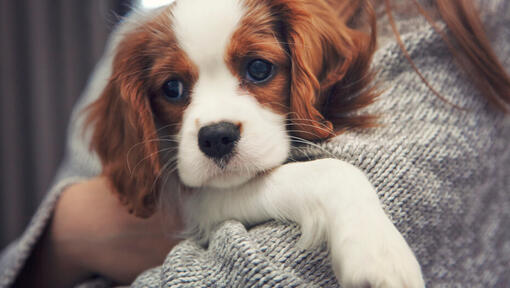 Cavalier King Charles Spaniel i händerna på ägaren