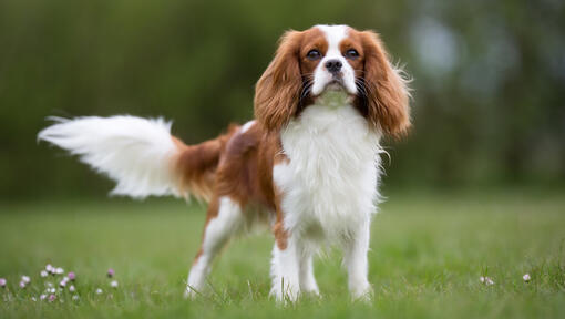 Cavalier King Charles Spaniel på fältet