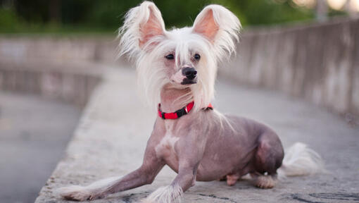 Kinesisk crested hund sitter utomhus