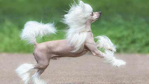 Kinesisk crested hund springer utomhus