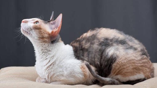 Cornish Rex katt ligger på soffan