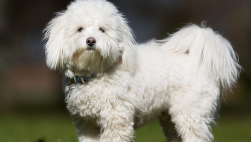 vit fluffig hund som står utomhus