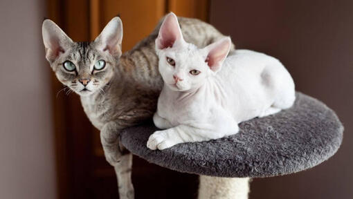 Två Devon Rex-katter tar en tupplur tillsammans