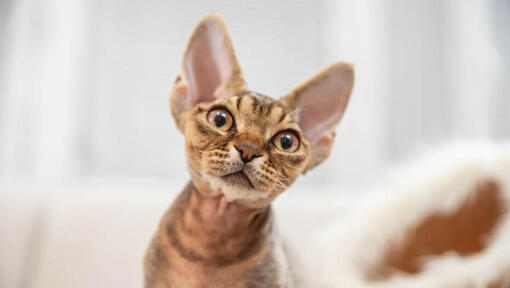 Devon Rex kattungen tittar på någon