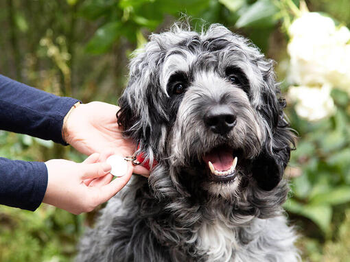 Ägare kontrollerar hundhalsband