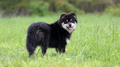 Finnish Lapphund står på fältet