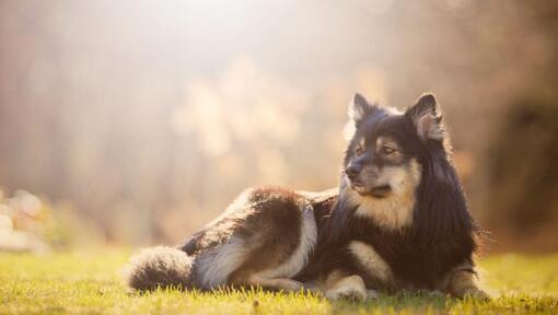 Finnish Lapphund liggande på gräset