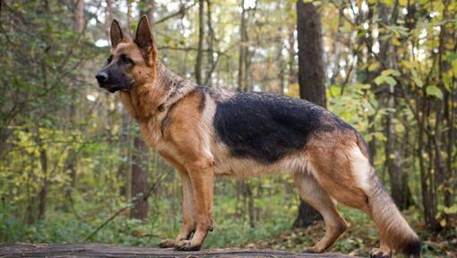 Schäferhund i skogen