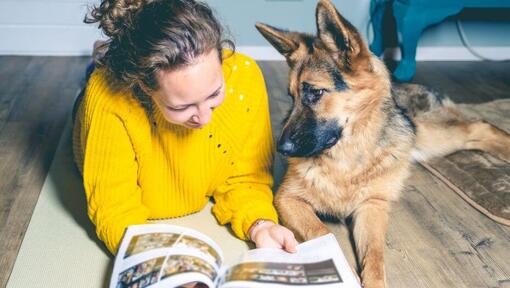 Schäferhund valp med ägaren