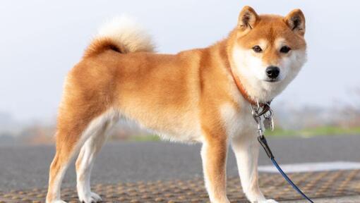 Japanska Shiba Inu står nära fälten