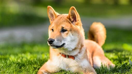 Japanska Shiba Inu ligger på gräset