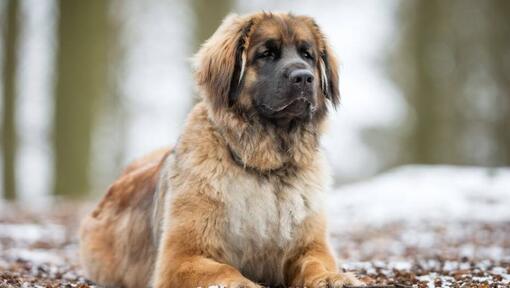 Leonberger ligger nära en snöig skog