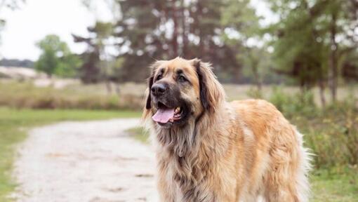 Leonberger står på en stig nära skogen