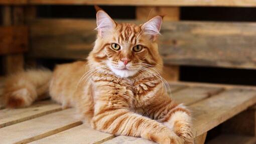 Ginger Maine Coon ligger på bordet