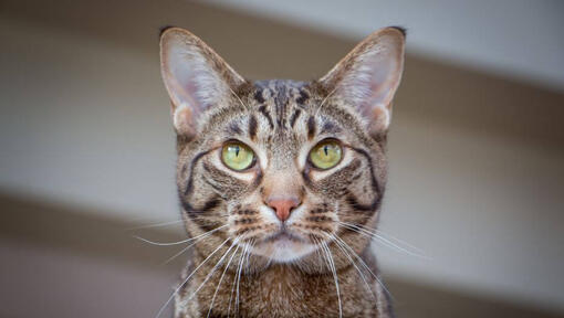 Ocicat tittar eftertänksamt på något