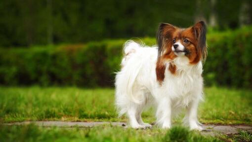 Papillon står i parken en varm vårmorgon