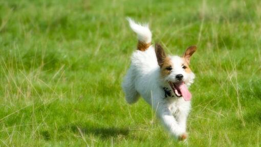 Parson Russell Terrier springer på fältet