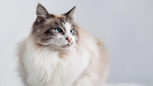 Ragdoll-katten vilar