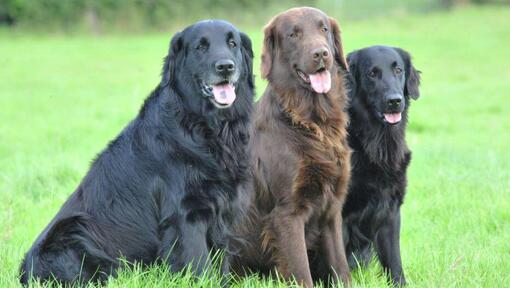 Tre Flatcoated retrievers sitter på gräset