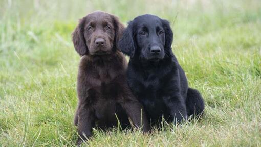 Svarta och bruna Flatcoated retriever valpar