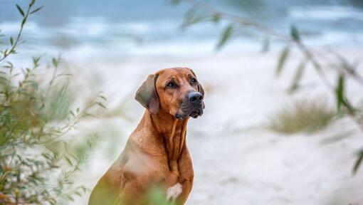 Rhodesian Ridgeback på stranden