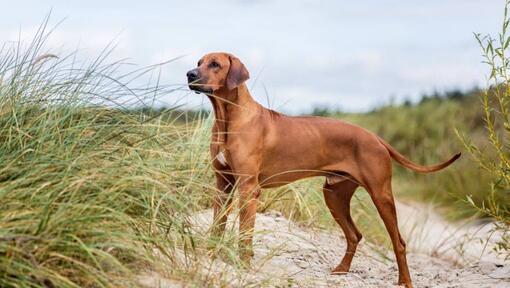 Rhodesian Ridgeback står på sanden