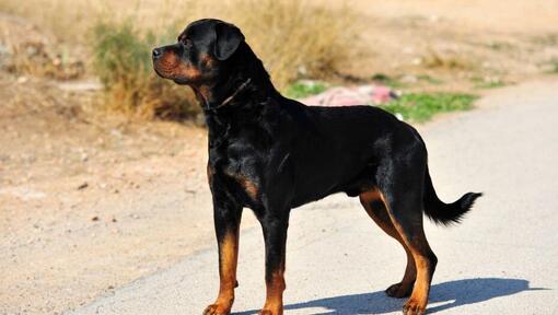 Rottweiler står på vägen
