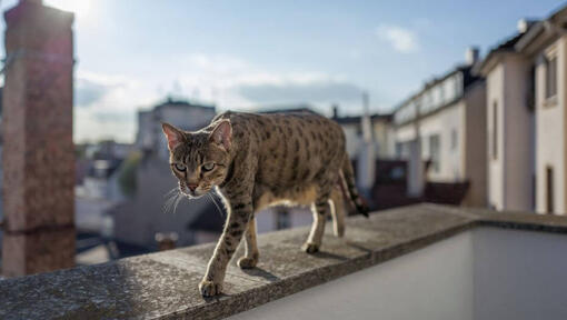 Savannah katt går på balkongen