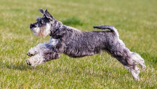 Schnauzer leker och hoppar i gräset