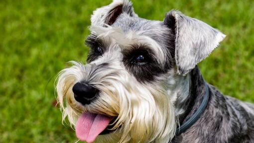 Schnauzer ler