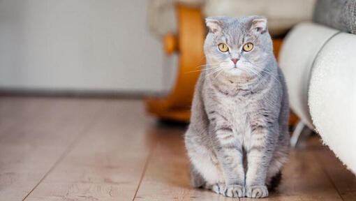 Scottish Fold cat står på golvet