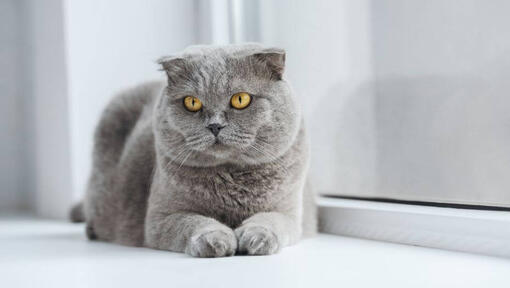 Scottish Fold-katt ligger på en fönsterbräda