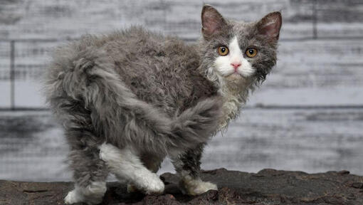 Selkirk Rex-katten tittar lekfullt på