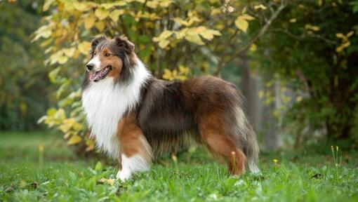 Shetland Sheepdog som står i parken