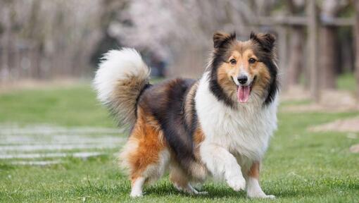 Shetland Sheepdog som går på grönt gräs