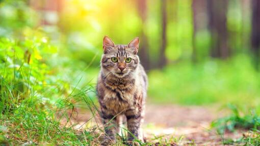 Sibirisk katt gå i skogen