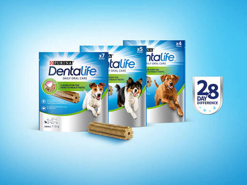 dentalife 28 dagars utmaning