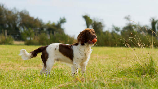 Engelsk Springer Spaniel håller en boll