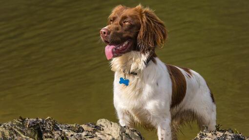 Spaniel (Welsh Springer) som står nära vattnet