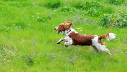 Spaniel (Welsh Springer) springer på fältet med gräs